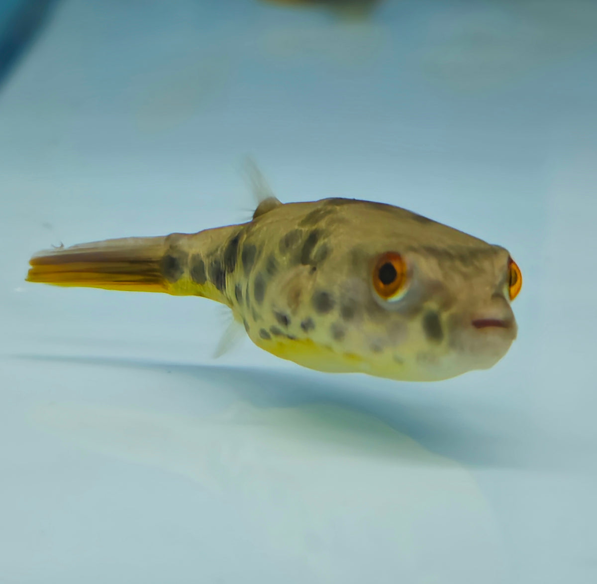 Spotted Congo Puffer