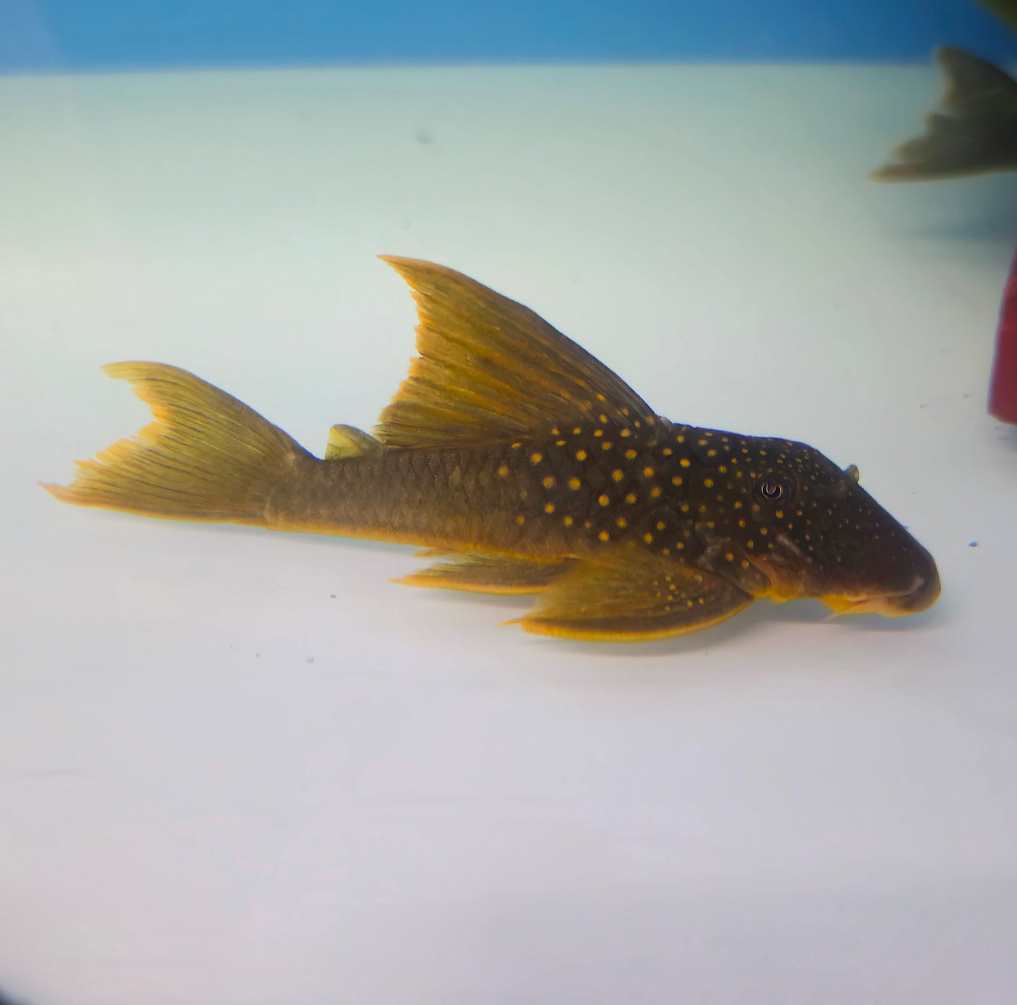 Hifin Green Phantom Pleco