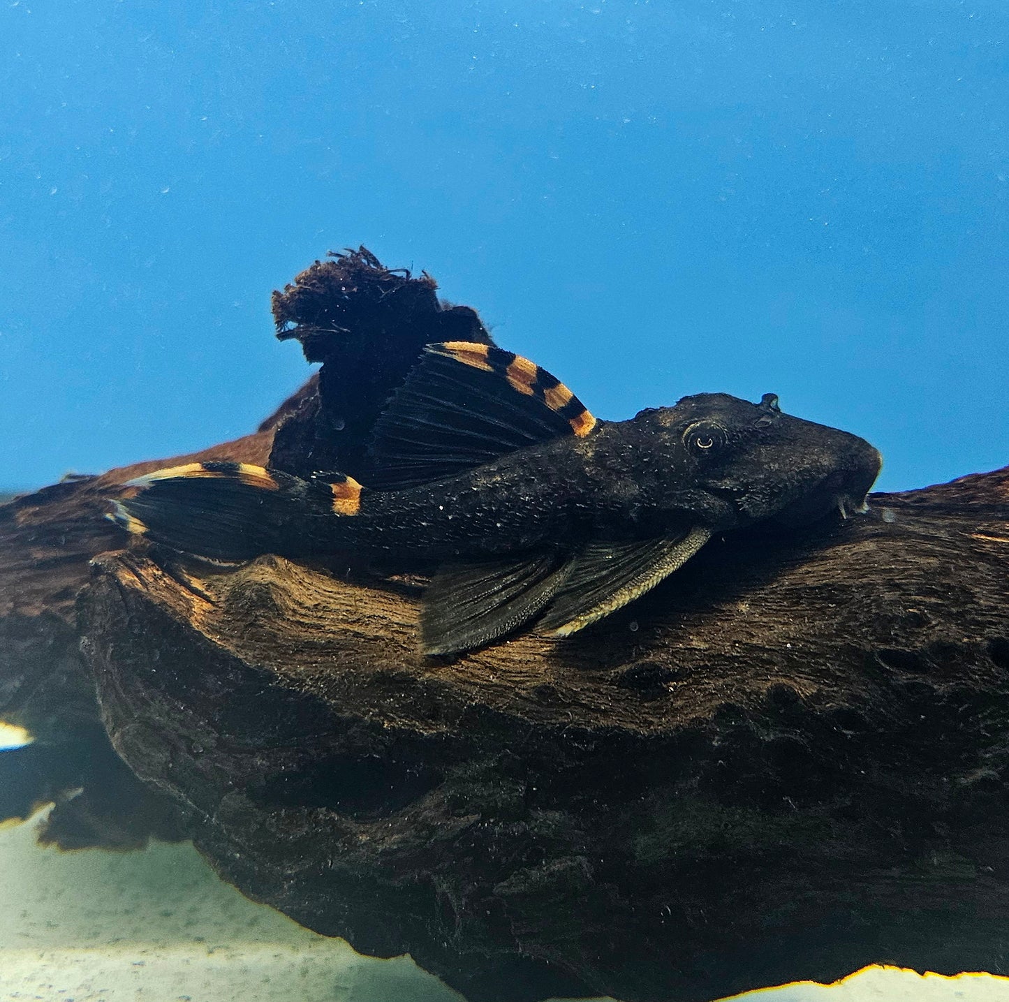 Three Beacon pleco