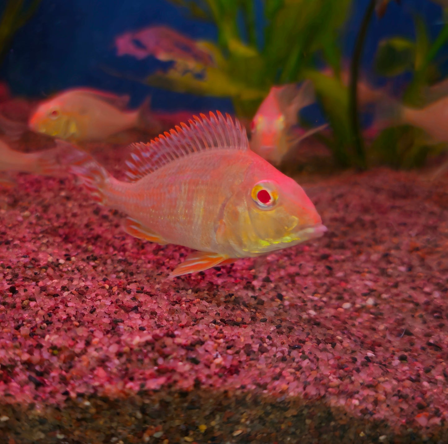 Albino Red Head Tapajos