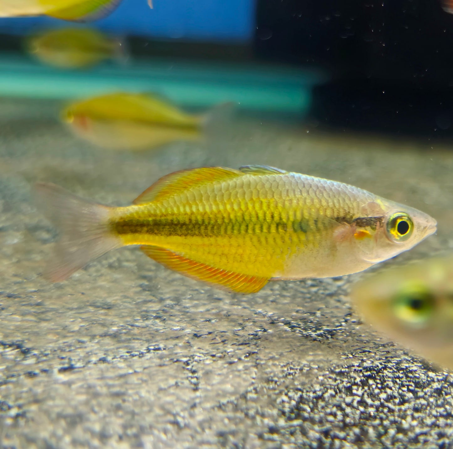 Yellow Rainbowfish