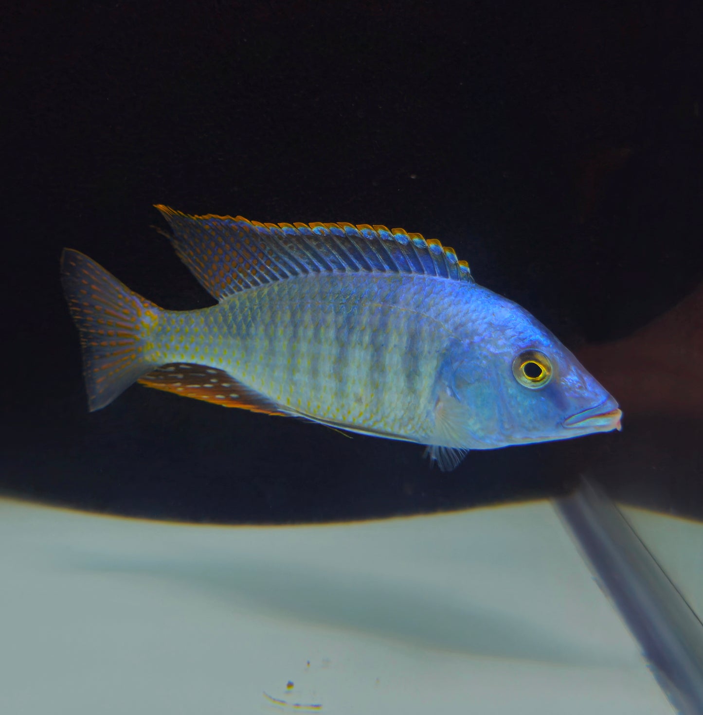 Nova Blue Longnose