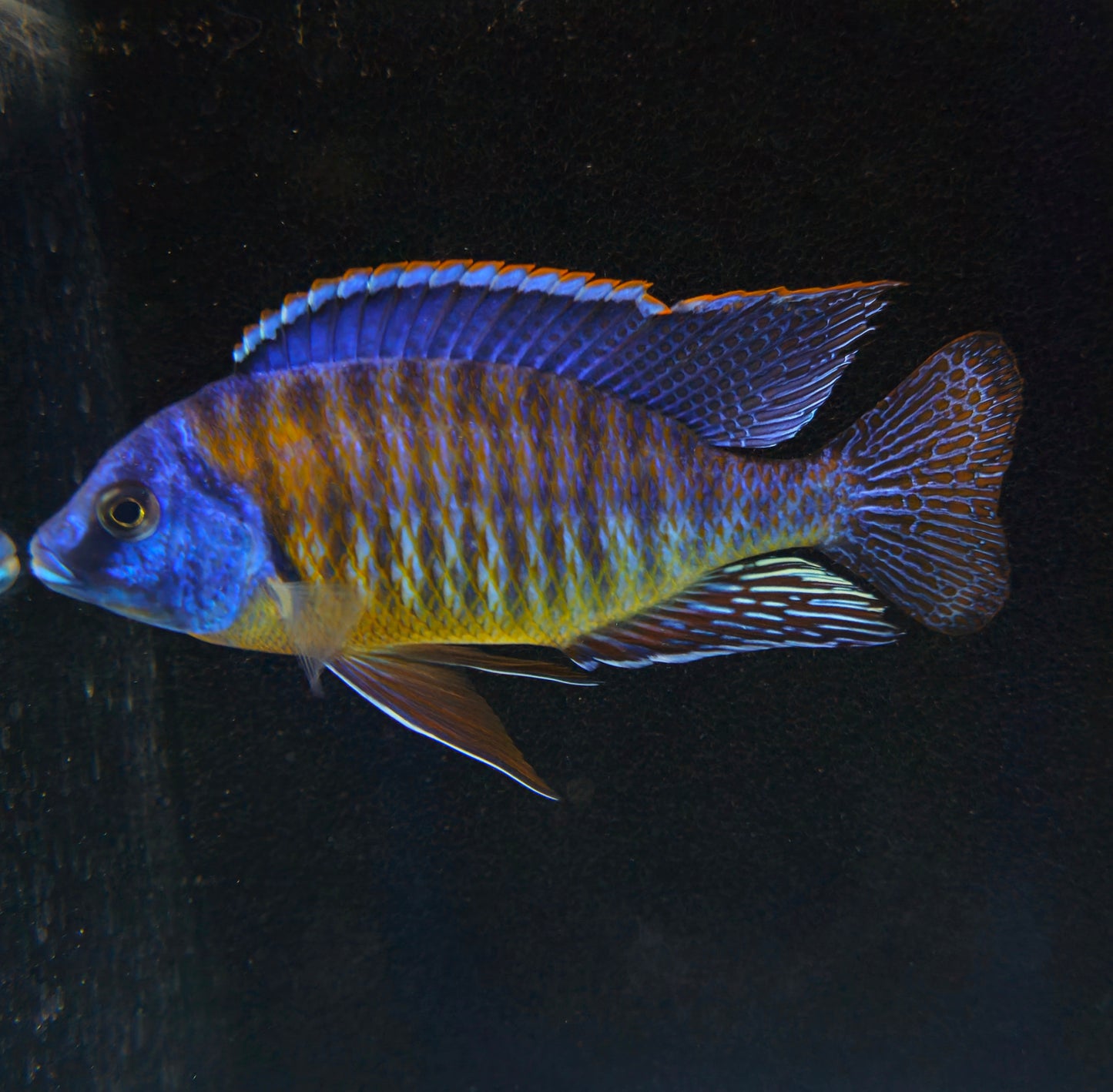 Tangerine Tiger