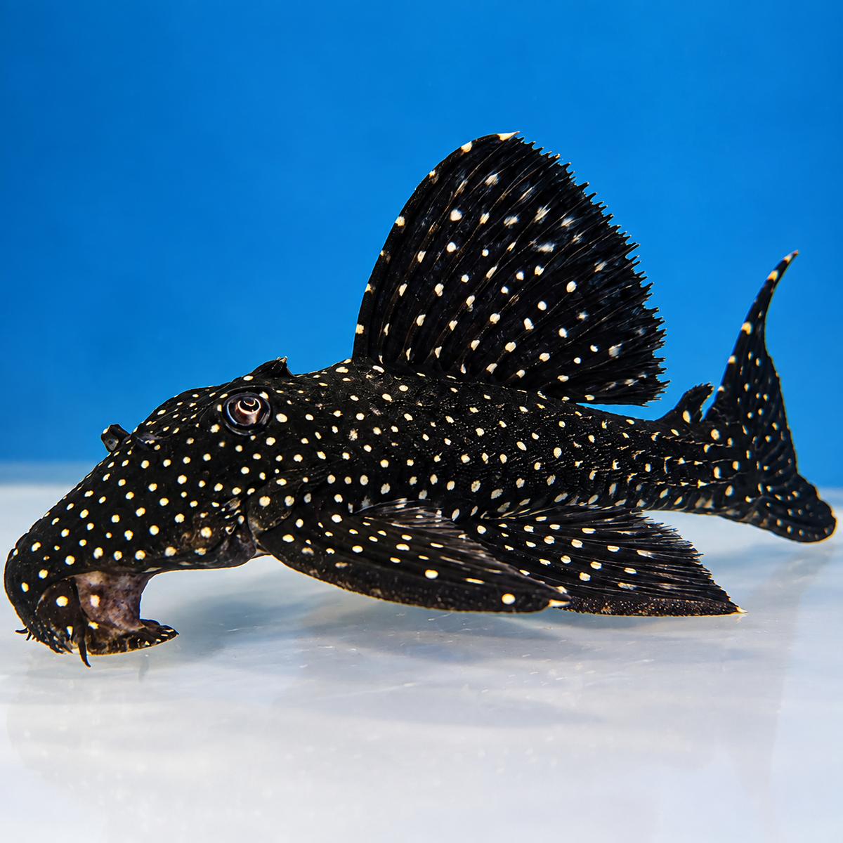 Galaxy Vampire Pleco