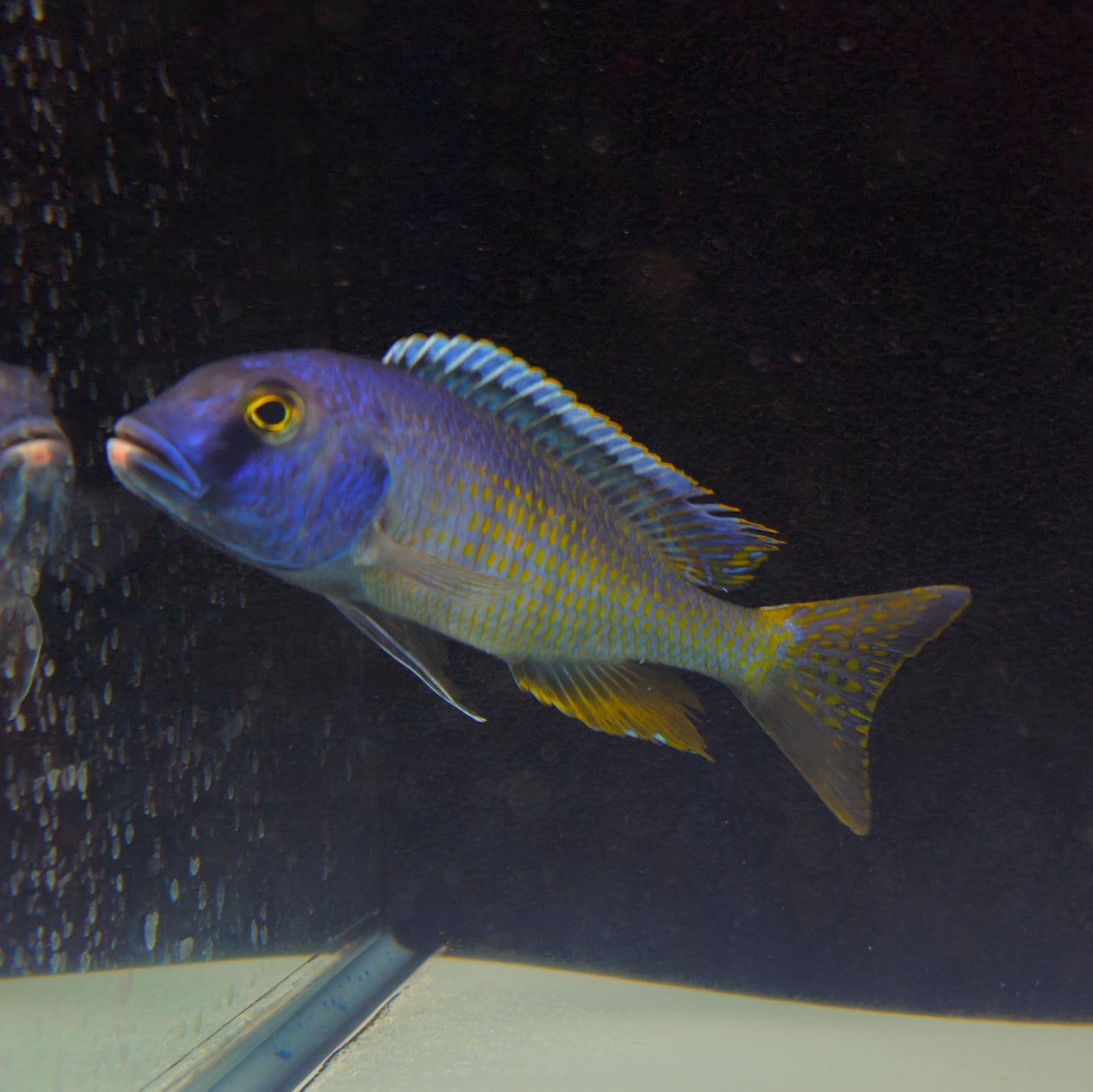 Bucco Spectabilis