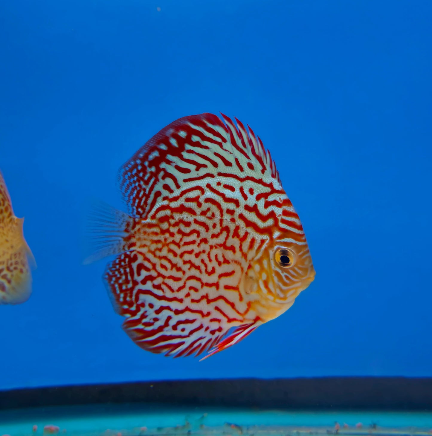 Red Turquoise Discus