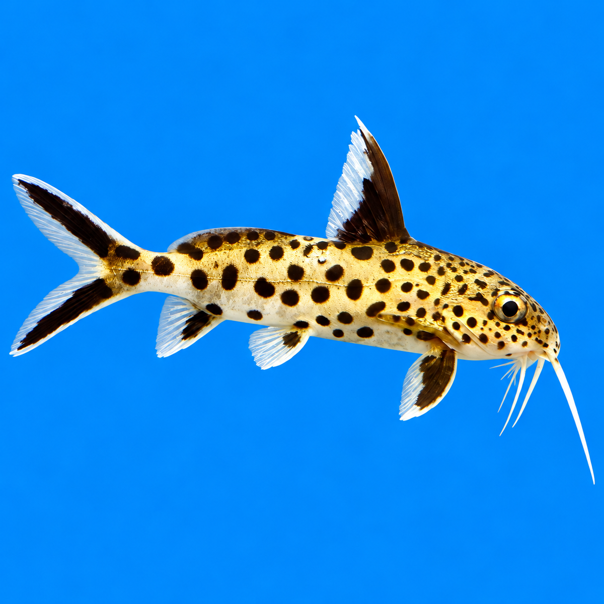 Synodontis Multipunctatus