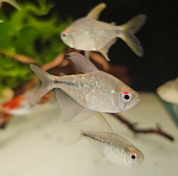 Community/Schooling Fish