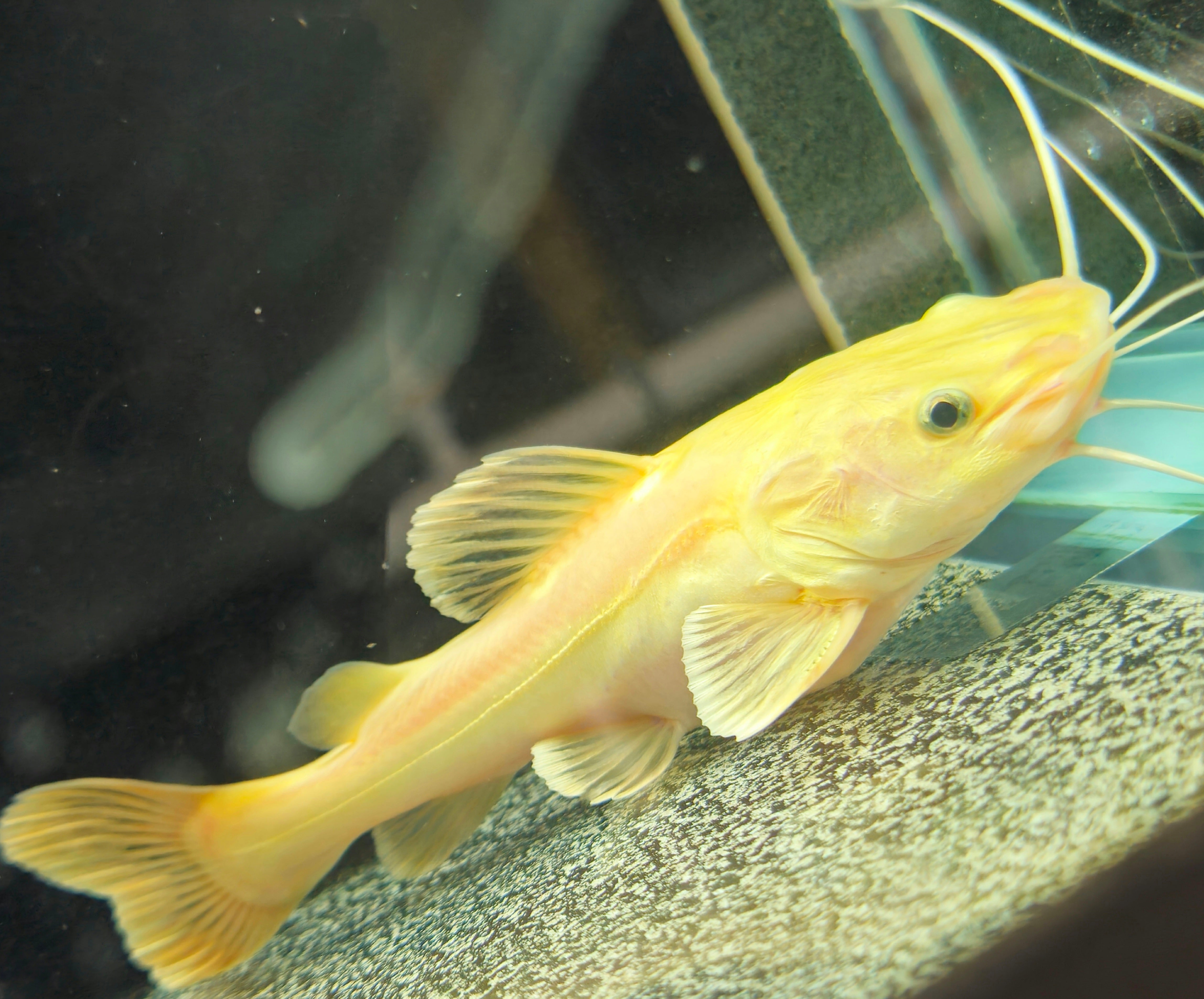 Predator Catfish – Global Exoticquatics
