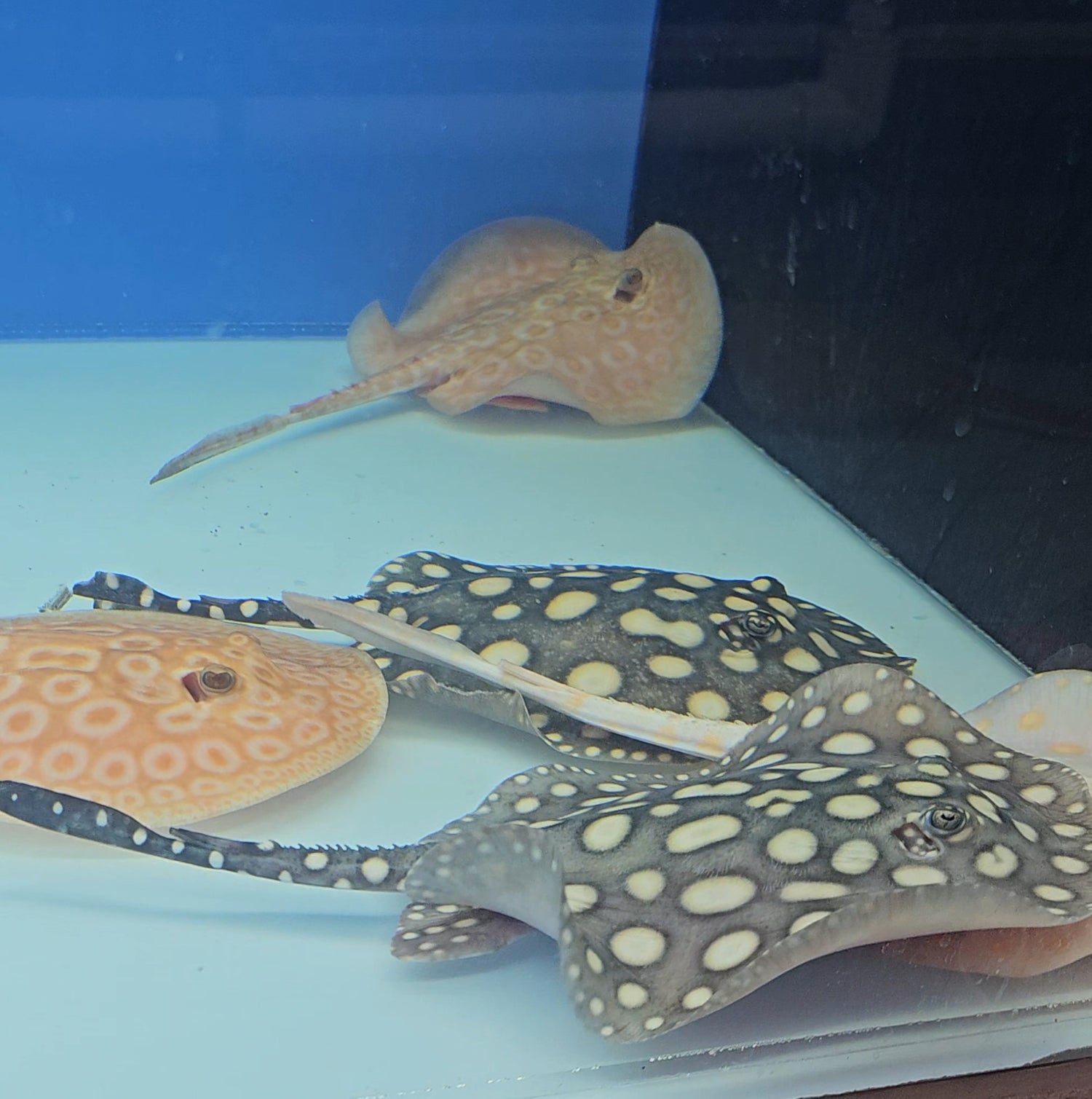 Freshwater Stingrays