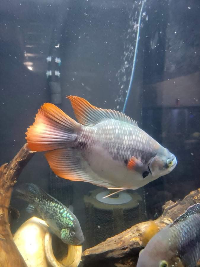 Gouramis
