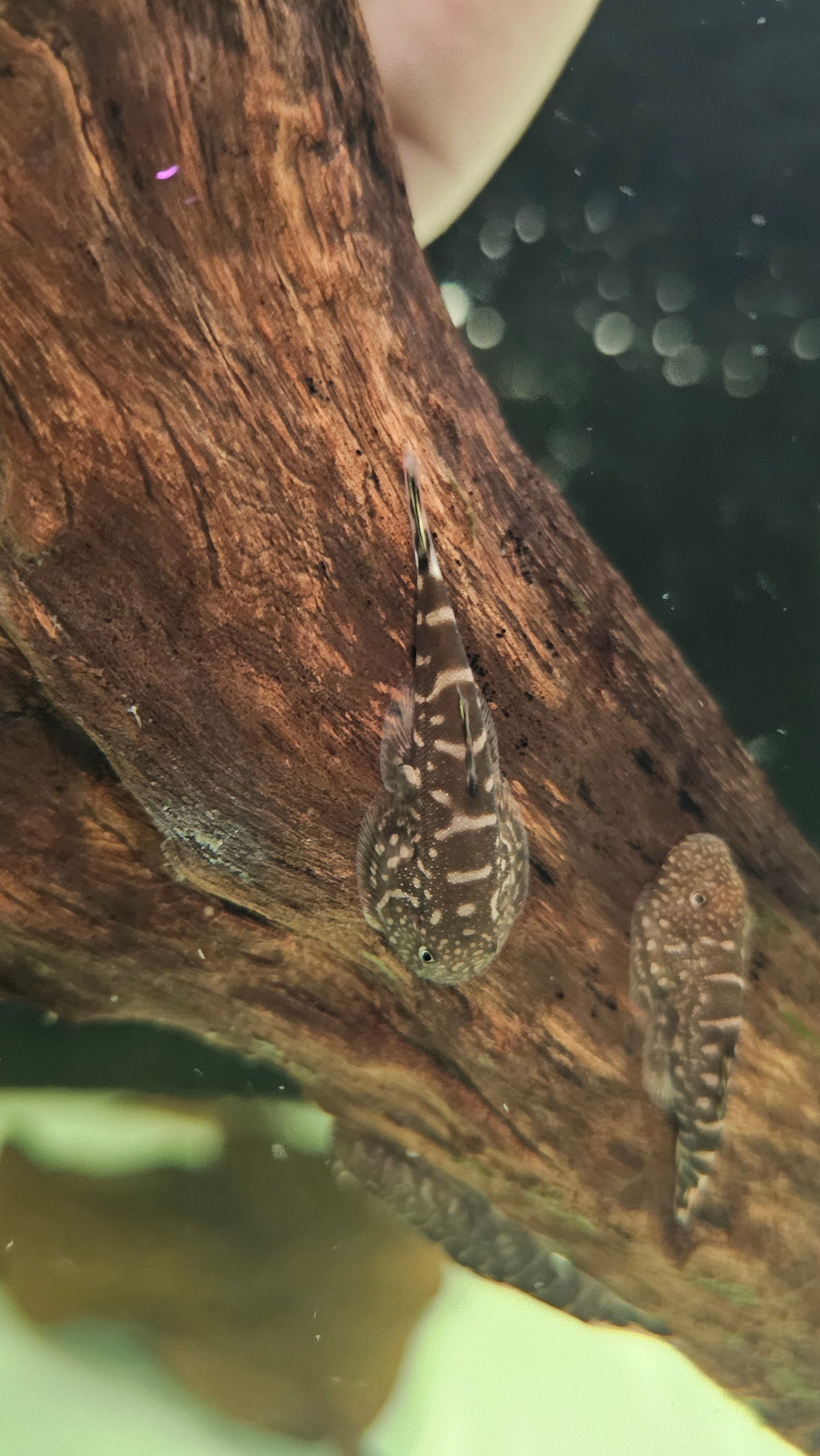 Loach