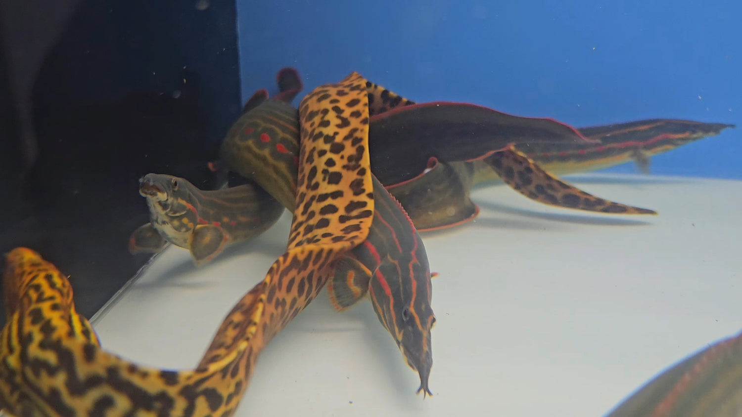 EELS