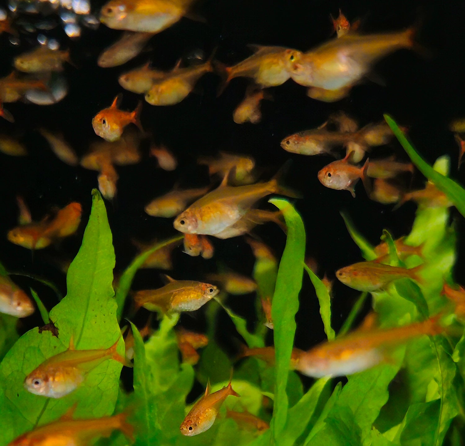Nano Fish/Shrimps