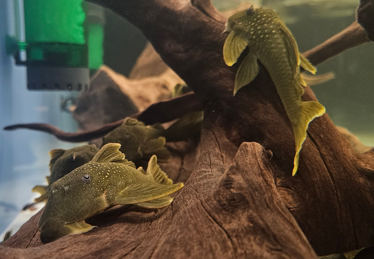 Pleco
