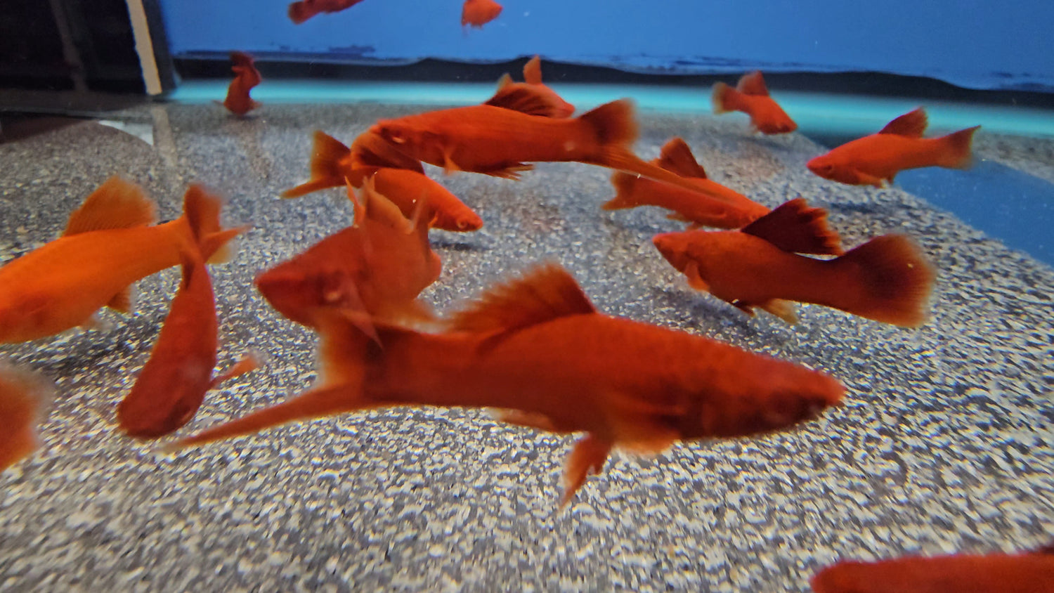 Livebearers