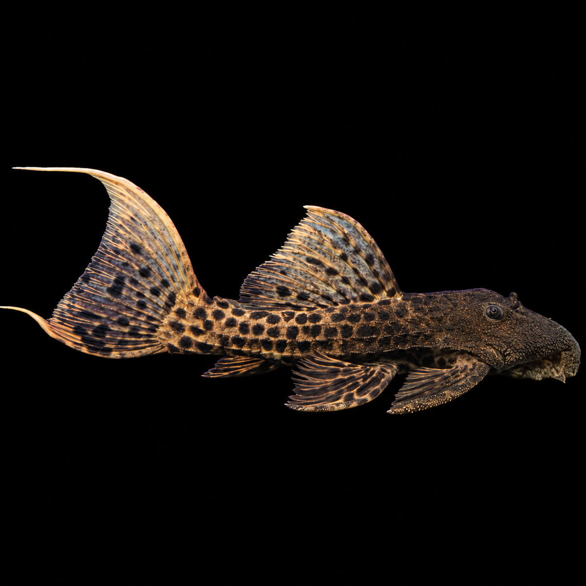 Pleco