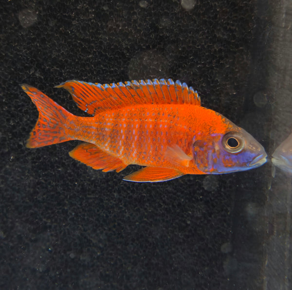 African Cichlid Show Males