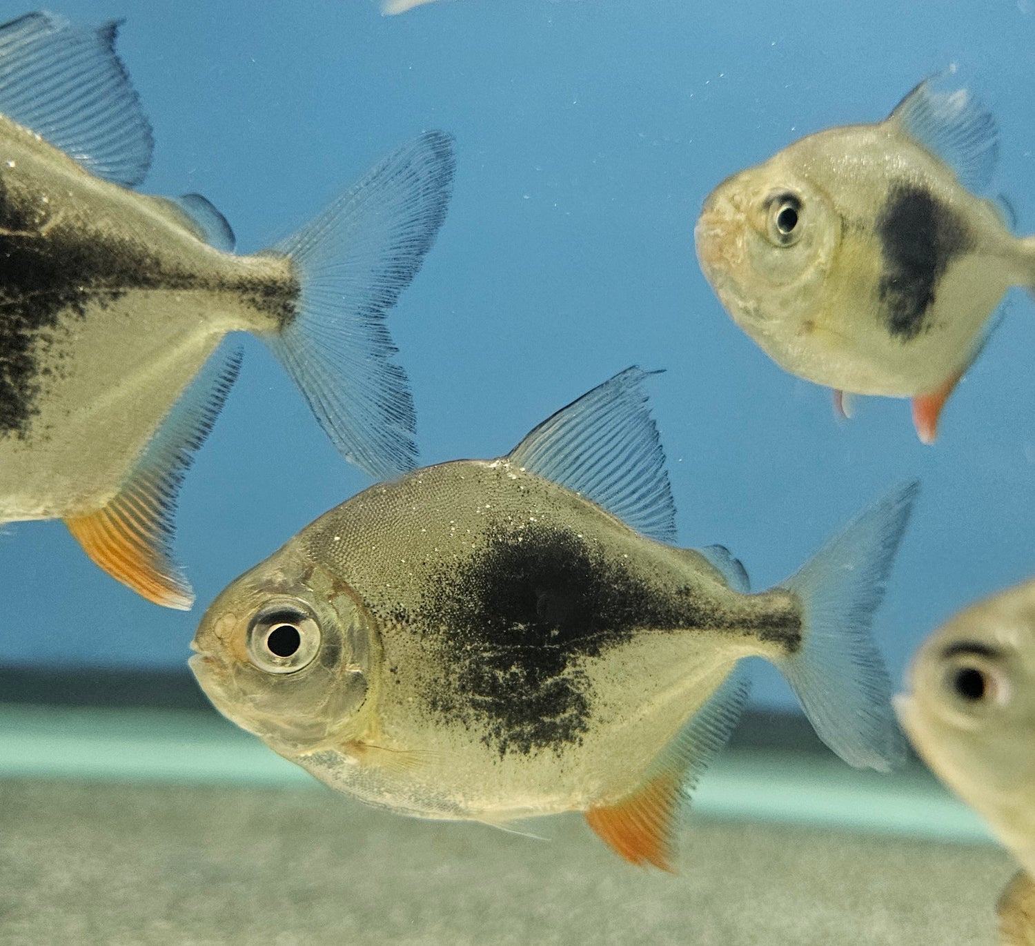 Schooling/Dither Fish