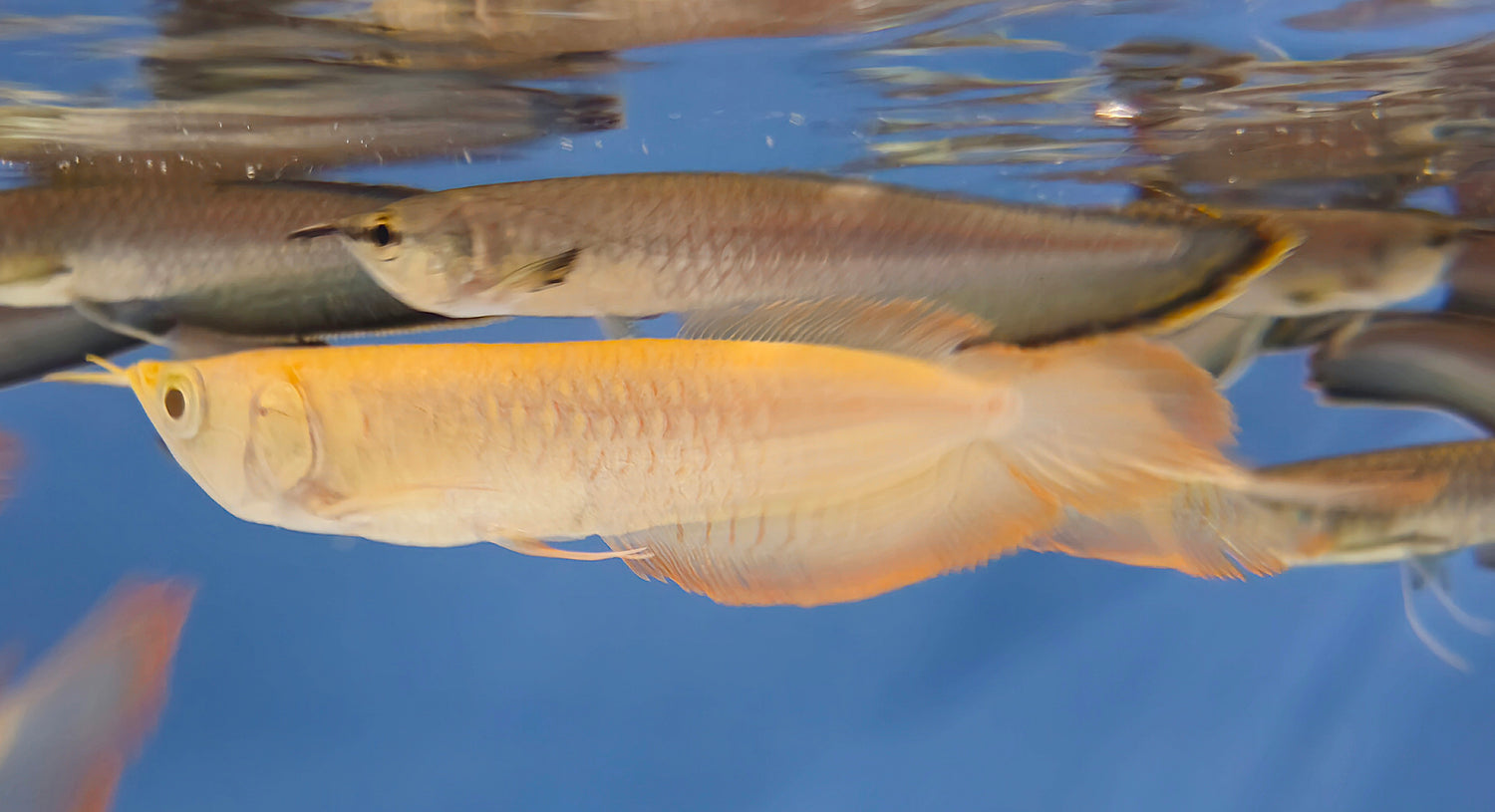 Arowana
