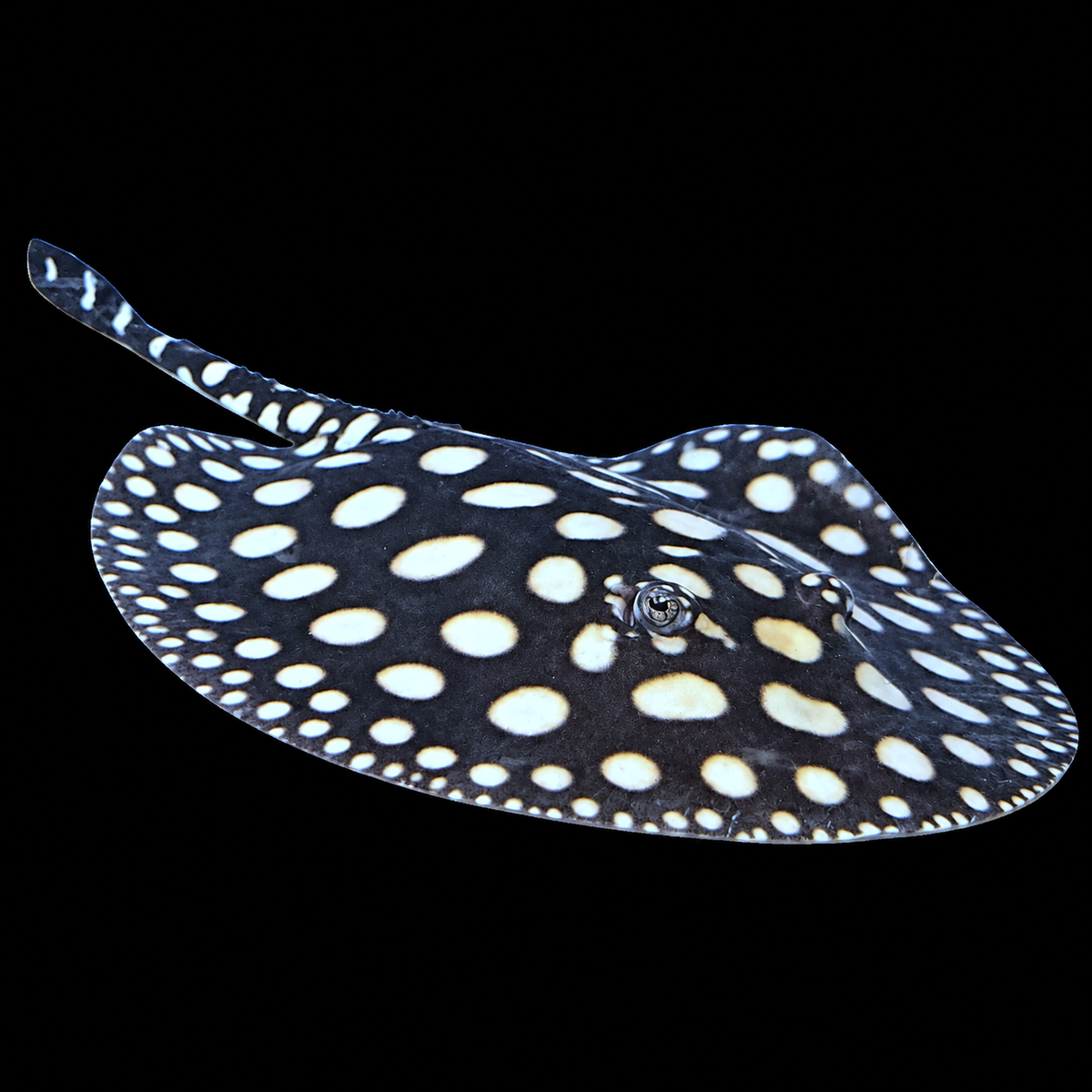 Freshwater Stingrays