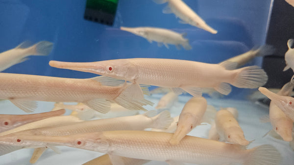 Predator/Monster Fish