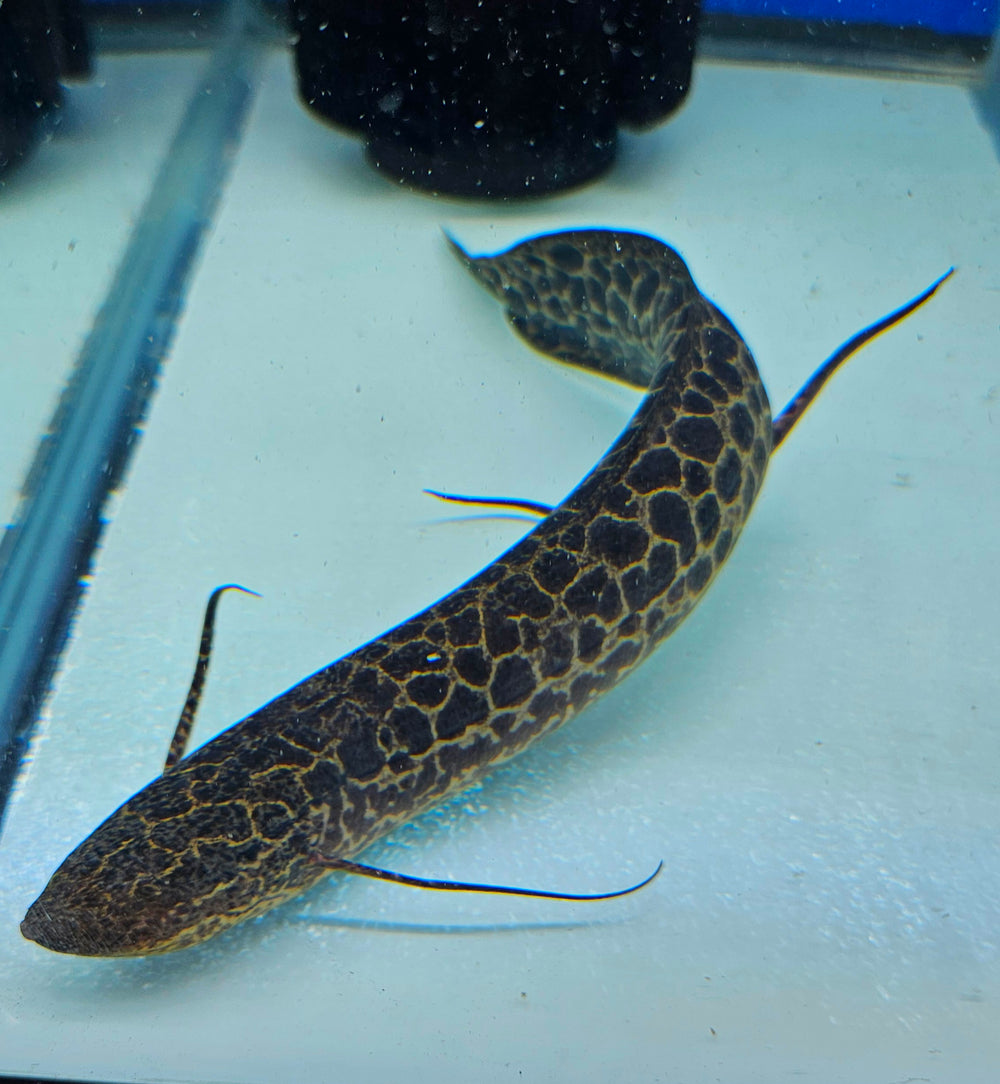 Predators – Global Exoticquatics