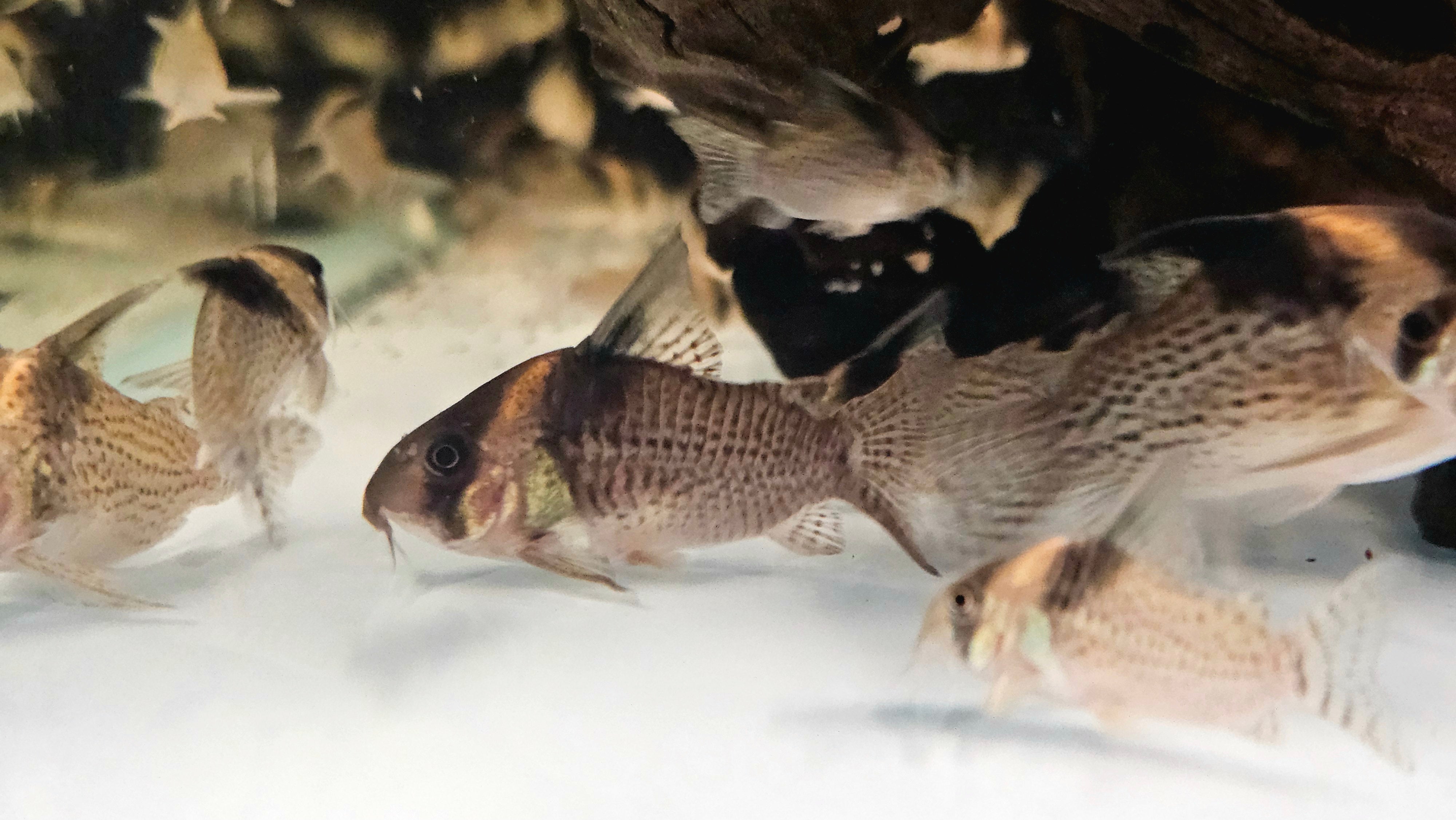 Community Fish – Global Exoticquatics