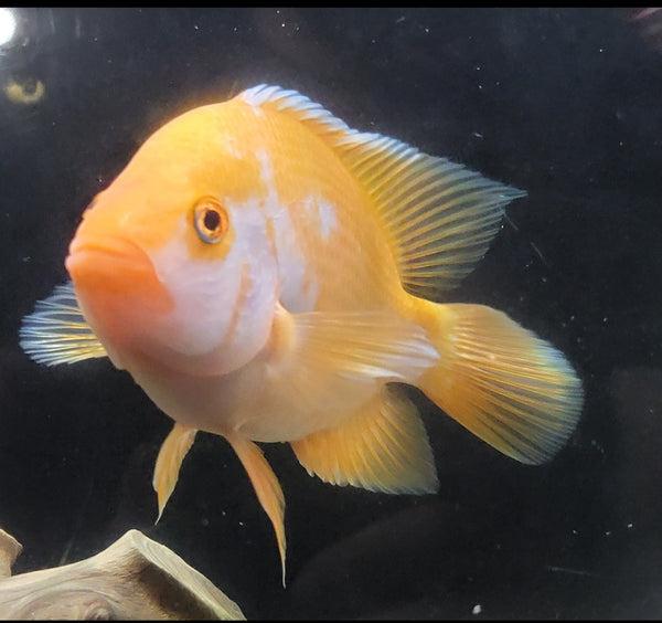 Central/South American Cichlids