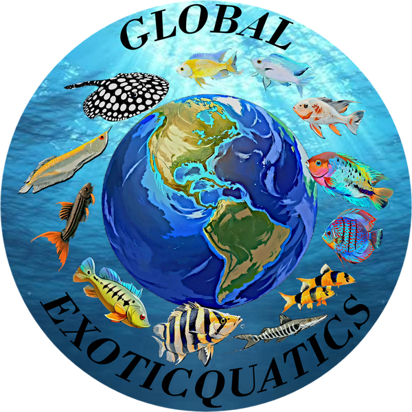 Global ExoticQuatics 