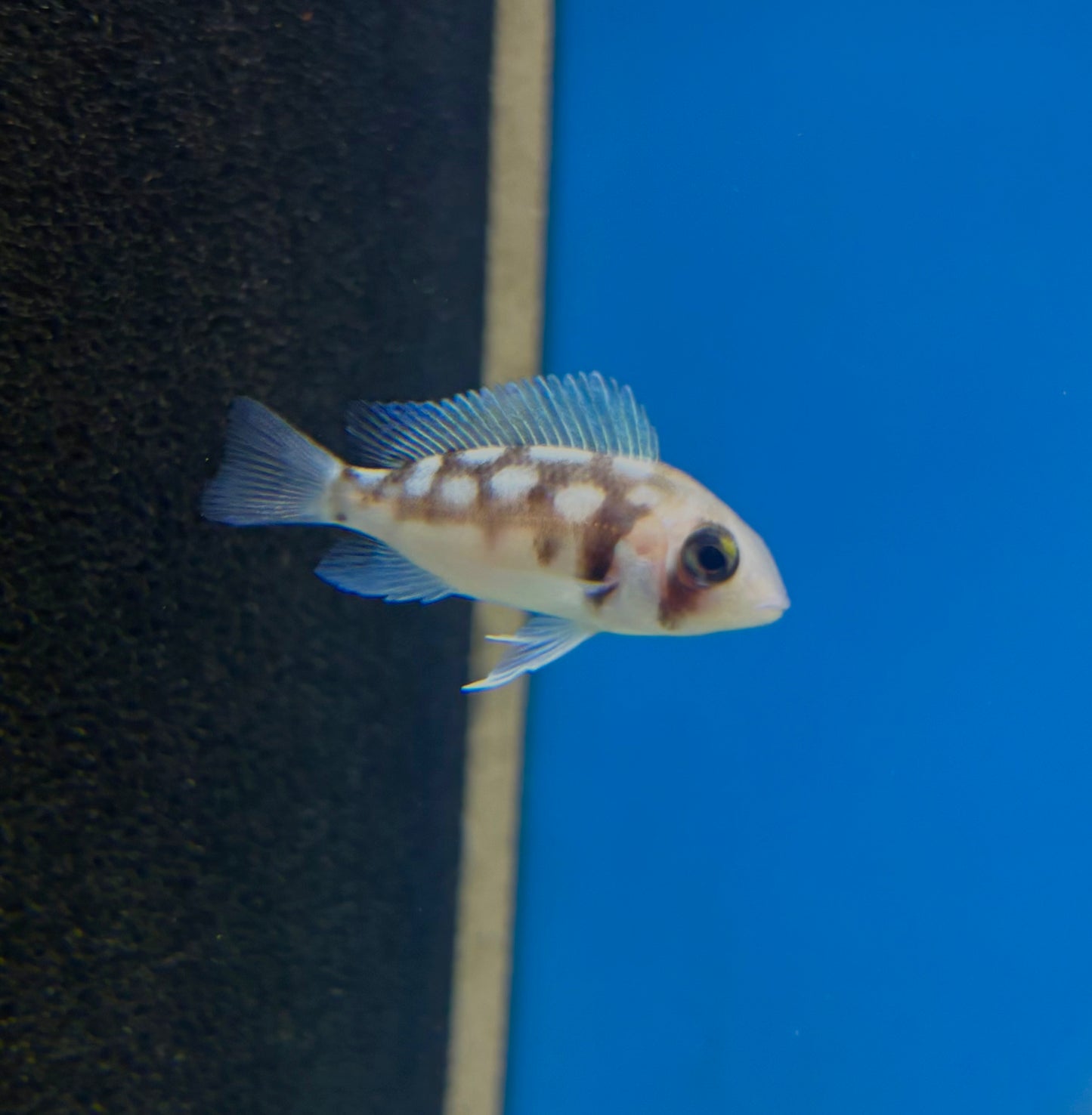 Night Star Frontosa