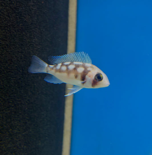 Night Star Frontosa
