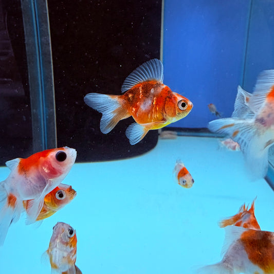 Ryukan Goldfish