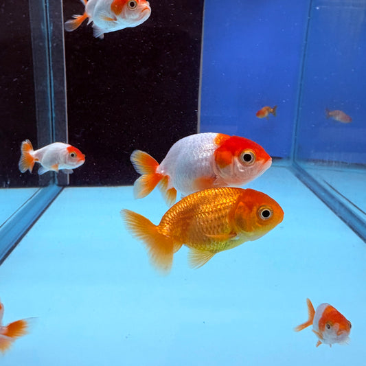 Ranchu Goldfish