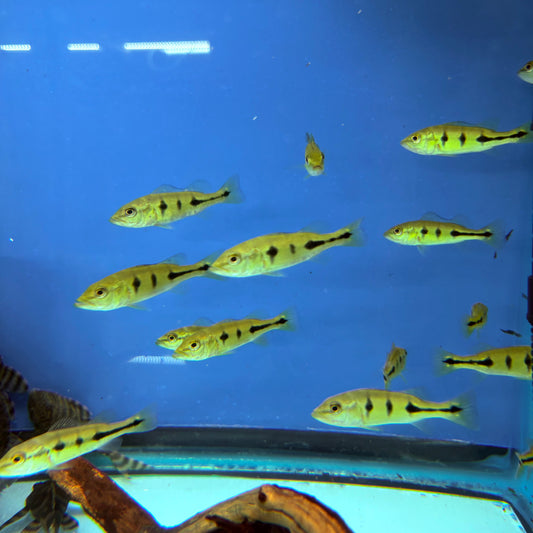 Orinoco Peacock Bass