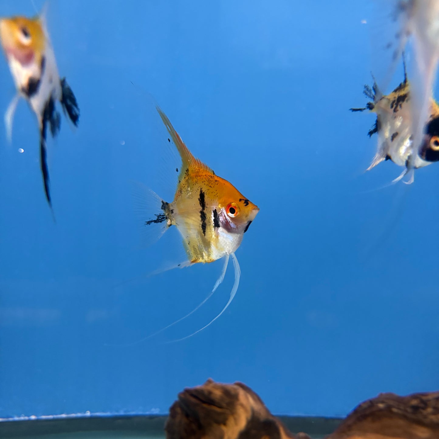Koi Angelfish