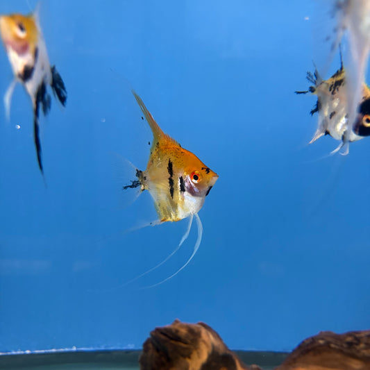 Koi Angelfish