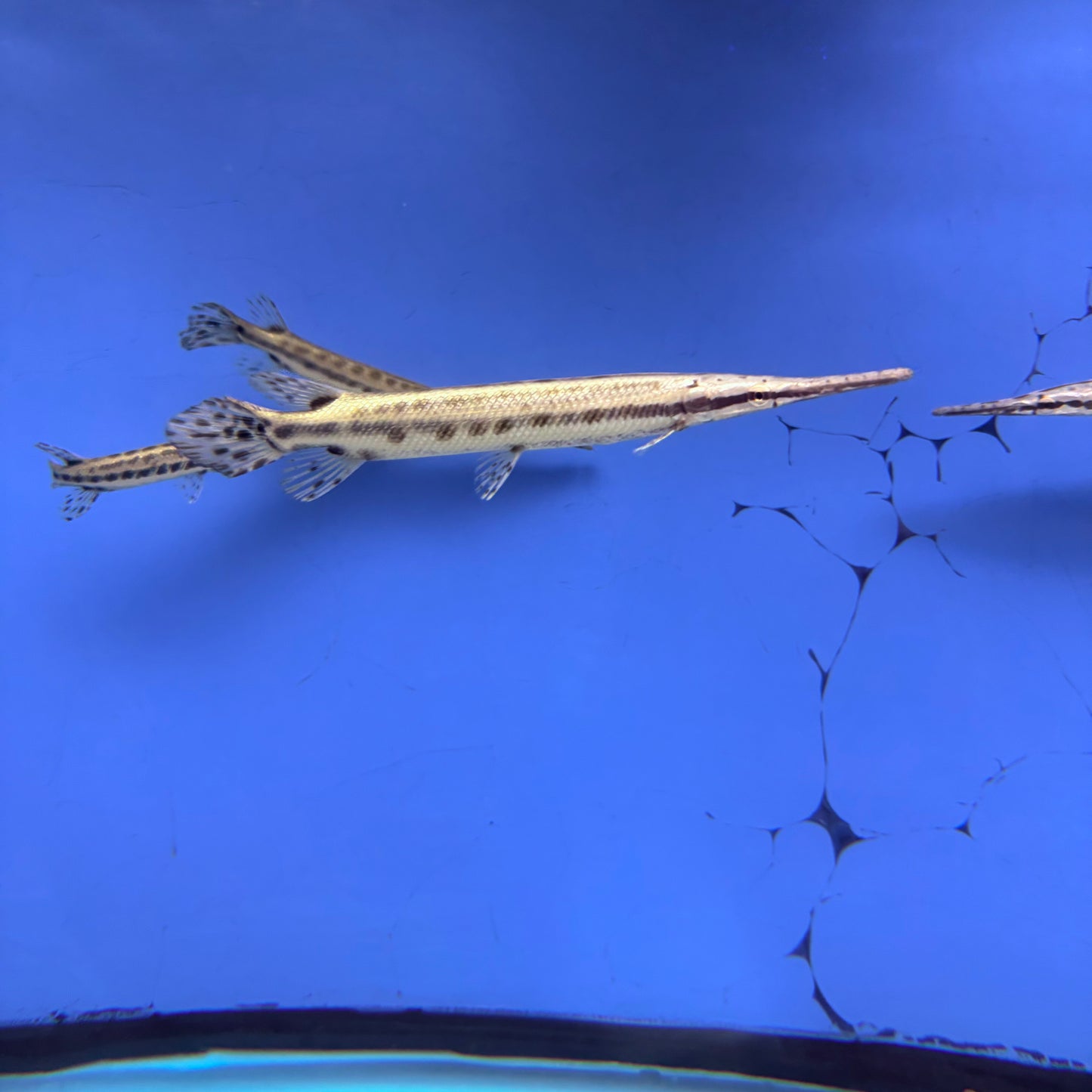 Florida Gar