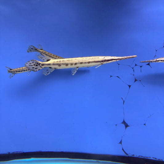 Florida Gar