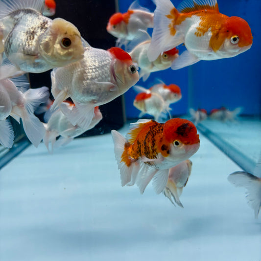 Oranda Goldfish Medium