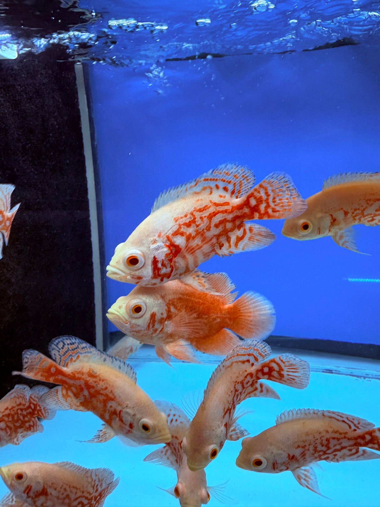 Nemo Oscar