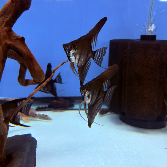 Black Angel Fish