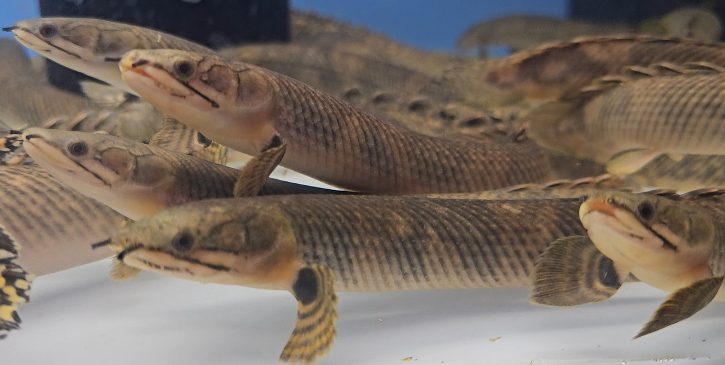 Green Bichir