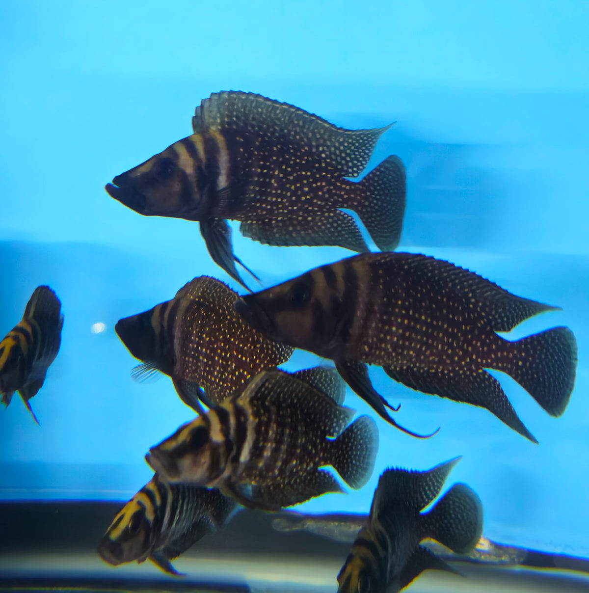 Black Calvus