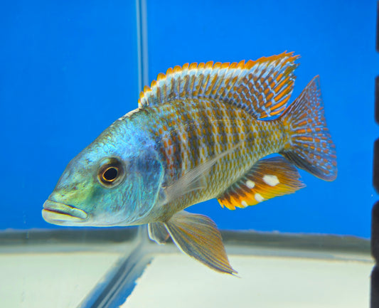 Intermedius