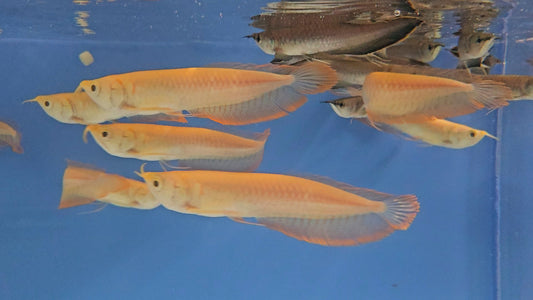 Albino Arowana