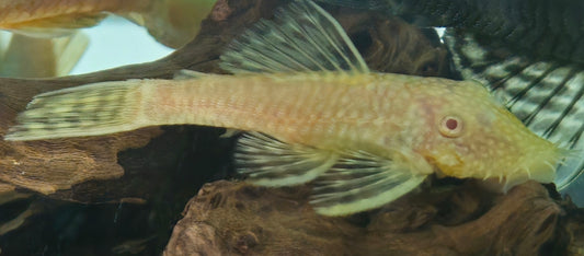 Albino Bristlenose