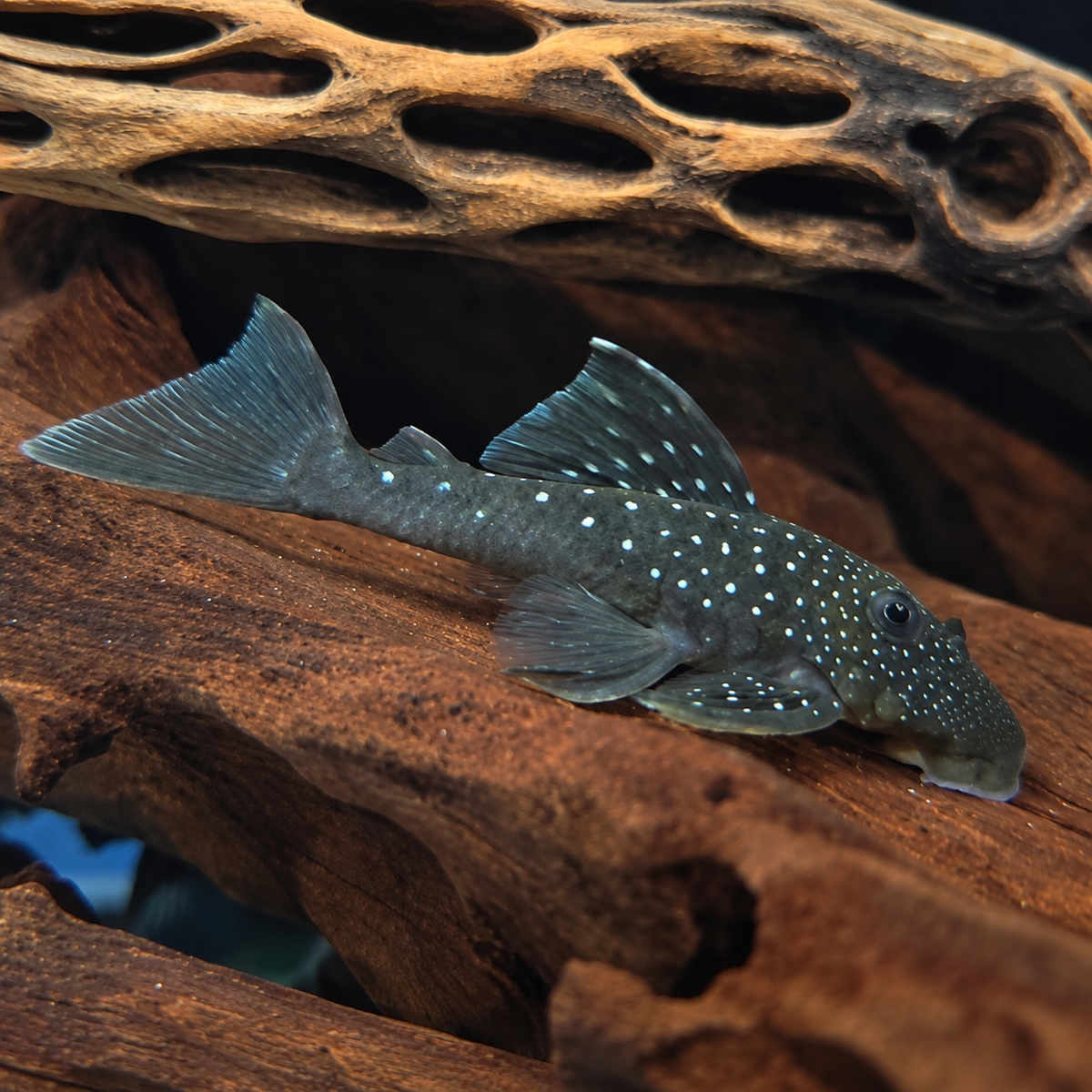 Blue Phantom Pleco