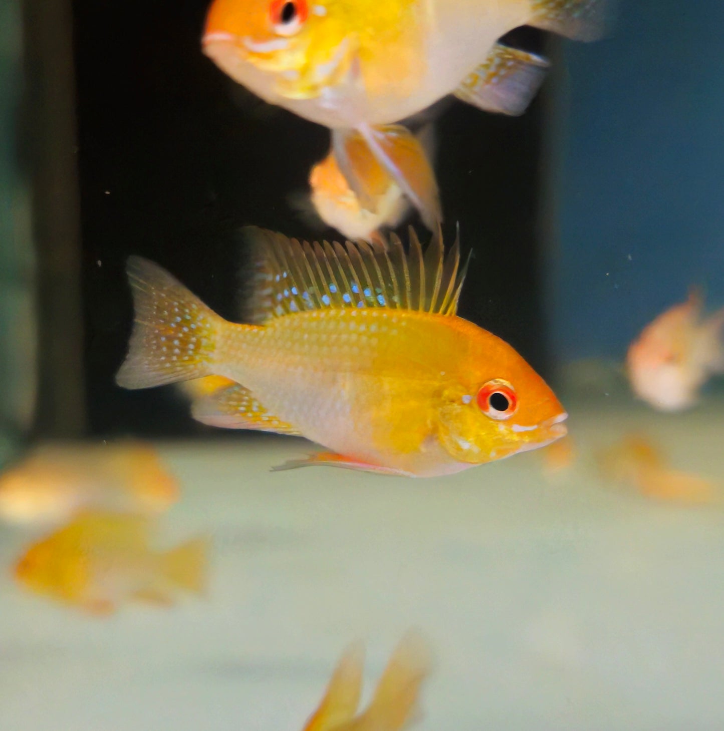Gold Ram