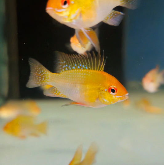 Gold Ram